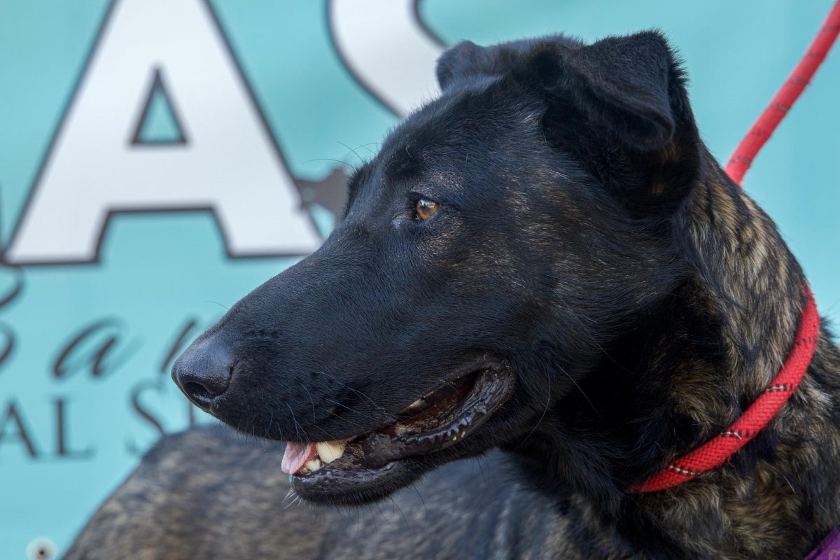 Bingbong, a 1 and a half year old Belgian Malse Shepard mix, watches as a car passes by on Oct. 22 at the County of Santa Barbara Animal Shelter in Santa Barbara, Calif. "[Bingbong] is extremely playful, and enjoys his time with humans. He's a little stressed when he's left alone in the kennels...he really just wants a home," Animal Handler Dustin Fujuikawa said.