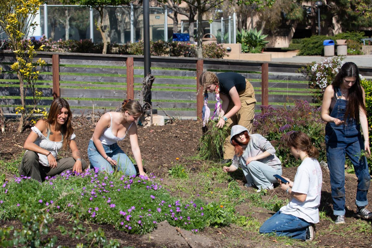 The Garden Club at City College restores the garden on Feb. 28, on the West Campus in Santa Barbara, Calif. The garden club meets every Friday from 9-11 a.m.